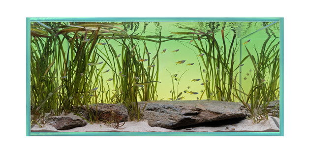 Australasia Australia East Coast Estuary